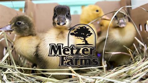 Ester Run Farm is located in Bellville, Ohio. . Metzer farms